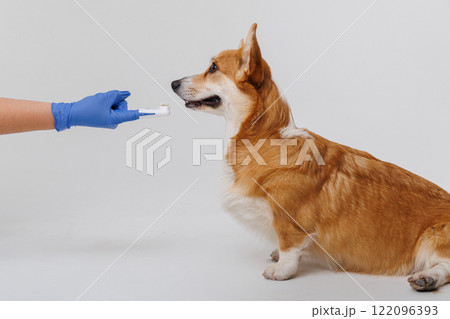 Corgi dog getting its teeth brushed by a person in blue gloves, dental care for pets 122096393