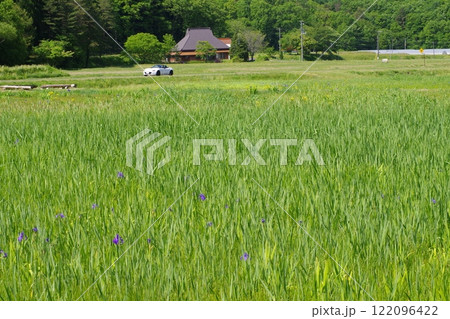 芸北八幡高原カキツバタ畑の景色 122096422