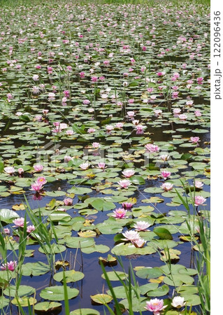 芸北八幡高原睡蓮畑の睡蓮 122096436