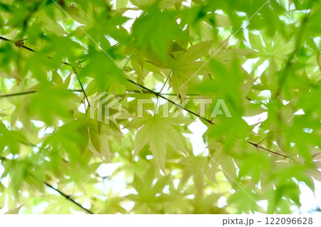 新緑の透き通るようなイメージ素材 122096628