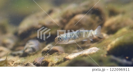 サケの稚魚(サケのふるさと 千歳水族館) サケの稚魚(サケのふるさと 千歳水族館) 122096911