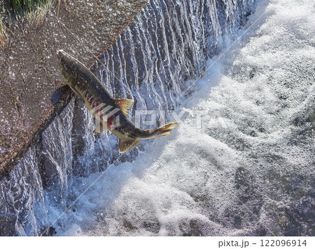 サケ　遡上　跳ねる 122096914