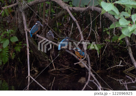 カワセミ 生態 親子 水辺 子育て カワセミ 生態 親子 水辺 子育て 122096925