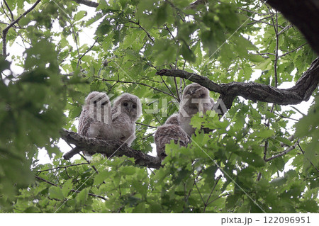 エゾフクロウ　幼鳥　新緑　初夏 122096951