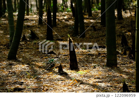 乙訓のタケノコの芽吹き 乙訓のタケノコの芽吹き 122096959