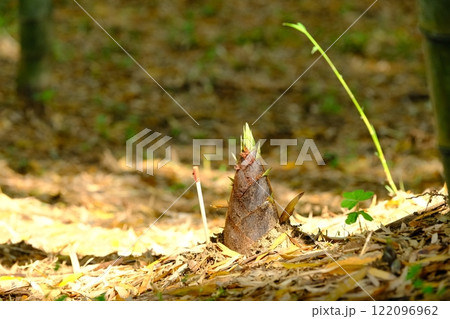 乙訓のタケノコの芽吹き 122096962