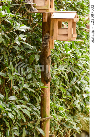 すばしっこく枝から枝を駆け回る台湾リス 122097032