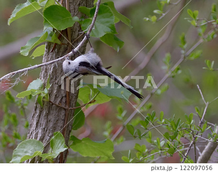 シマエナガ　巣材　生態　春 122097056
