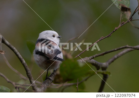シマエナガ　秋 122097074