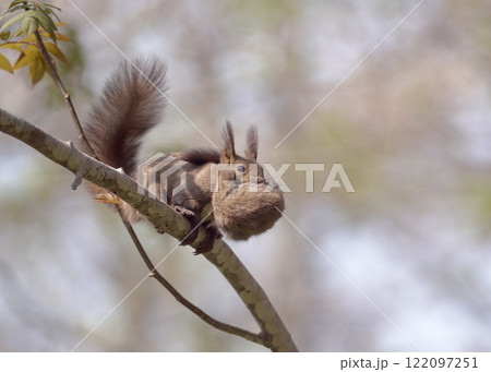 エゾリス 生態 親子 子育て 引っ越し 幼獣 運ぶ エゾリス 生態 親子 子育て 引っ越し 幼獣 運ぶ 122097251