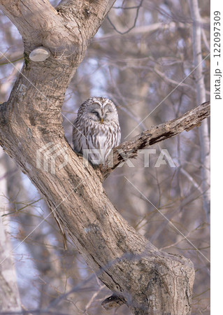エゾフクロウ　春 122097309
