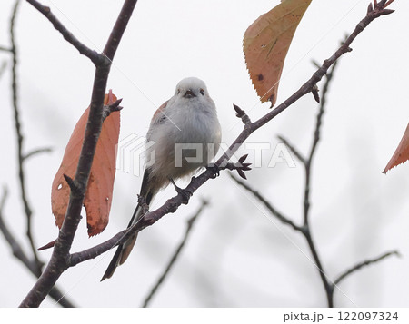 シマエナガ　秋 122097324
