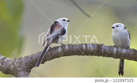 シマエナガ　秋　二羽 122097325