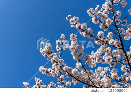 青空に映える桜 青空に映える桜 122098062