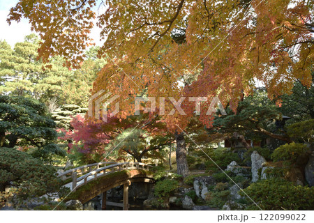 京都御所内 御内庭 土橋近辺のモミジ 京都御所内 御内庭 土橋近辺のモミジ 122099022