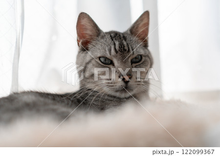 窓辺でくつろぐ猫 サバトラ猫 窓辺でくつろぐ猫 サバトラ猫 122099367
