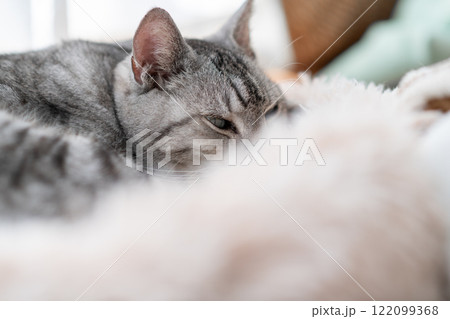 窓辺でくつろぐ猫 サバトラ猫 窓辺でくつろぐ猫 サバトラ猫 122099368