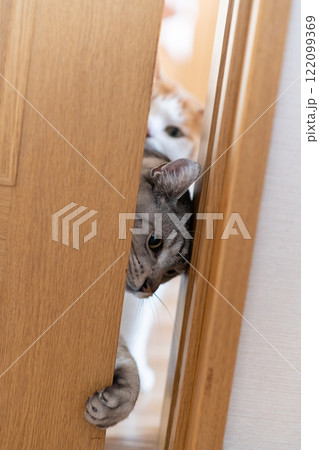 ドアの隙間から覗く猫 サバトラ猫 ドアの隙間から覗く猫 サバトラ猫 122099369