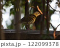 森の中で朝日に照らされるトラツグミ 122099378