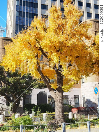 神奈川県 日本大通のイチョウ 12月 神奈川県 日本大通のイチョウ 12月 122099391