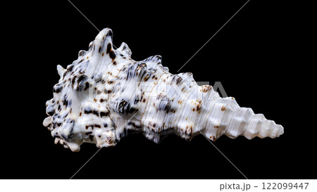 Cerithium nodulosum gastropod mollusk on black background Cerithium nodulosum gastropod mollusk on black background 122099447