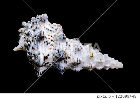 Cerithium nodulosum gastropod mollusk on black background 122099449