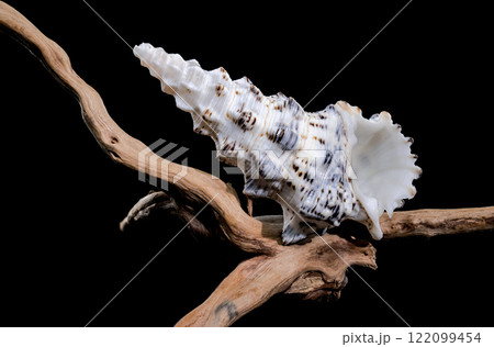 Cerithium Nodulosum Shell Display on driftwood Cerithium Nodulosum Shell Display on driftwood 122099454