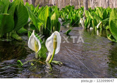 北海道千歳市、可憐に咲く水芭蕉【4月】 北海道千歳市、可憐に咲く水芭蕉【4月】 122099647