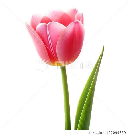 ピンクのチューリップ:優雅な春の象徴 ピンクのチューリップ:優雅な春の象徴 122099720