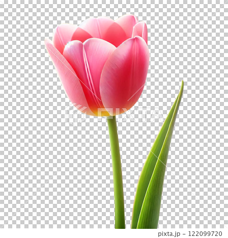 ピンクのチューリップ:優雅な春の象徴 ピンクのチューリップ:優雅な春の象徴 122099720