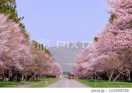 北海道新ひだか町、さくら名所100選に選ばれた二十間道路の桜並木【4月】 122099780