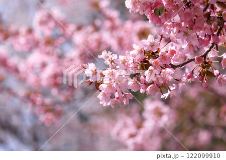 北海道新ひだか町、日本一の桜並木で艶やかに咲き誇る桜【4月】 北海道新ひだか町、日本一の桜並木で艶やかに咲き誇る桜【4月】 122099910