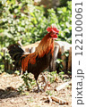 headshot of hybrid jungle fowl and domestic thai chicken standing on farm ground 122100061