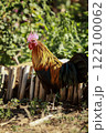male hybrid jungle fowl with domestic thai chicken standing on rural farm ground 122100062