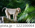wild monkey of khao yai national park standing on rock fence against green  blurly background 122100064