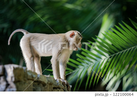 wild monkey of khao yai national park standing on rock fence against green blurly background wild monkey of khao yai national park standing on rock fence against green blurly background 122100064
