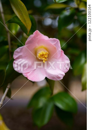 7532　椿　乗蓮の春 122100164