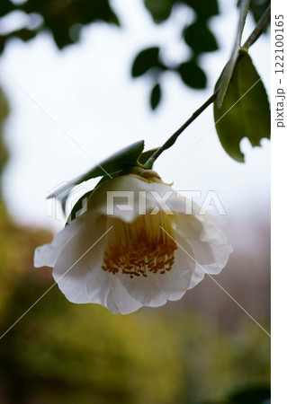 7533 椿 窓の月 7533 椿 窓の月 122100165