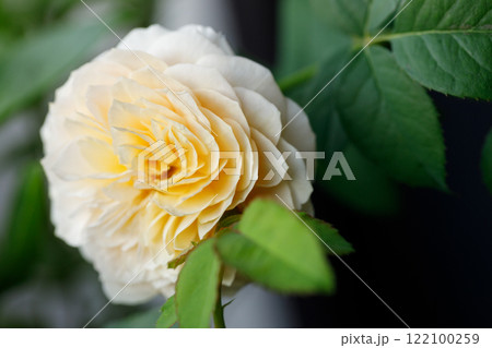 Yellow beautiful blooming rose in garden. Selective focus. 122100259