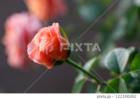 Pink orange beautiful blooming roses in garden, Selective focus. Pink orange beautiful blooming roses in garden, Selective focus. 122100262