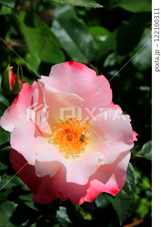 ピンク色の薔薇の花 ピンク色の薔薇の花 122100311