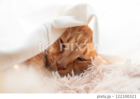 カーテンに包まって眠る猫 茶トラ猫 カーテンに包まって眠る猫 茶トラ猫 122100321