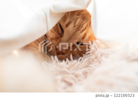 カーテンに包まって眠る猫　茶トラ猫 122100323
