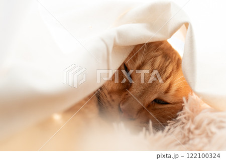 カーテンに包まって眠る猫　茶トラ猫 122100324