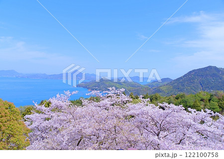 しまなみの桜 122100758