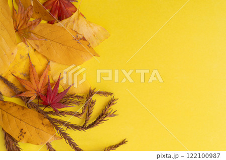 黄色の背景に紅葉した葉 黄色の背景に紅葉した葉 122100987