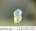 オパール 122101105