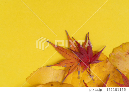 黄色の背景に紅葉した葉 黄色の背景に紅葉した葉 122101156