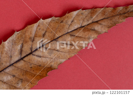 赤色の背景に枯れた葉 122101157