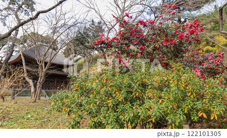 横浜市の名勝地の三渓園・三渓園の冬 122101305
